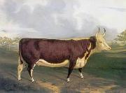 unknow artist Cow 145 Germany oil painting artist
